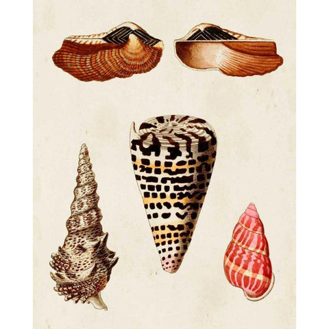Knorr Shells III Black Modern Wood Framed Art Print by Knorr, G.W.