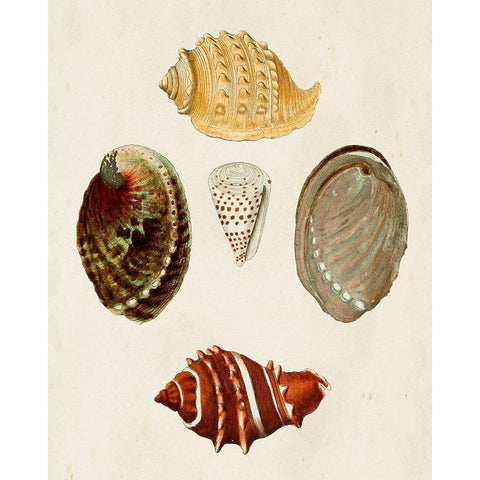 Knorr Shells IV Black Modern Wood Framed Art Print with Double Matting by Knorr, G.W.