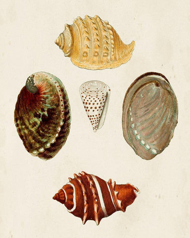 Knorr Shells IV Black Ornate Wood Framed Art Print with Double Matting by Knorr, G.W.