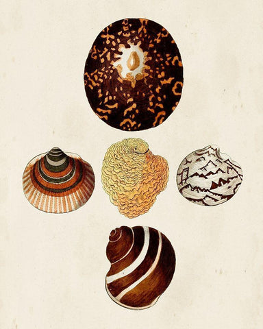 Knorr Shells V Black Ornate Wood Framed Art Print with Double Matting by Knorr, G.W.