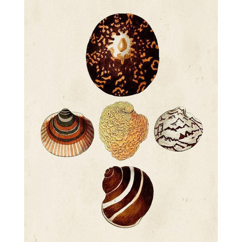 Knorr Shells V Gold Ornate Wood Framed Art Print with Double Matting by Knorr, G.W.
