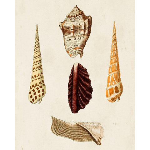 Knorr Shells VI Black Modern Wood Framed Art Print with Double Matting by Knorr, G.W.