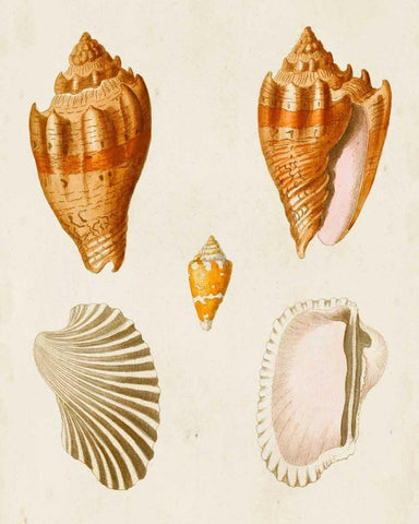 Knorr Shells VII White Modern Wood Framed Art Print with Double Matting by Knorr, G.W.