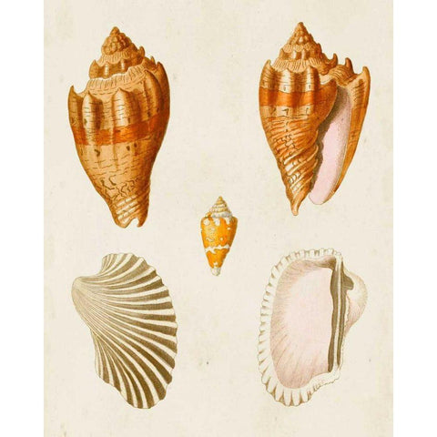 Knorr Shells VII Black Modern Wood Framed Art Print by Knorr, G.W.