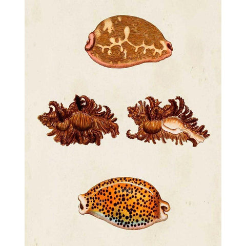 Knorr Shells VIII Black Modern Wood Framed Art Print by Knorr, G.W.