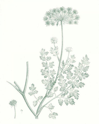Botanical Study in Sage V Black Ornate Wood Framed Art Print with Double Matting by Vision Studio