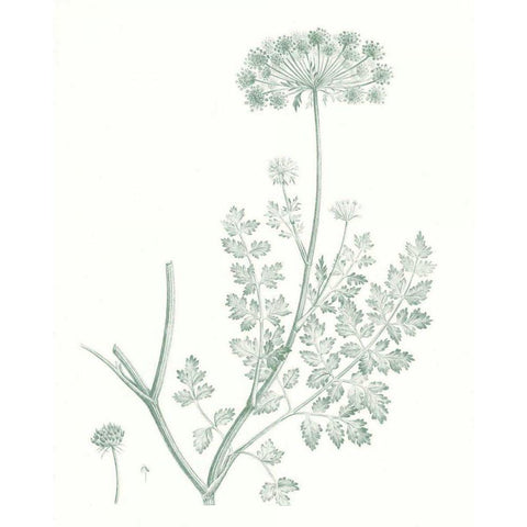 Botanical Study in Sage V White Modern Wood Framed Art Print by Vision Studio