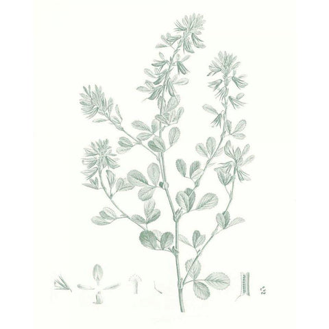 Botanical Study in Sage VIII White Modern Wood Framed Art Print by Vision Studio