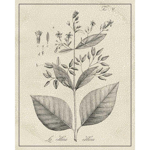 Antique Black and White Botanical II Gold Ornate Wood Framed Art Print with Double Matting by Vision Studio