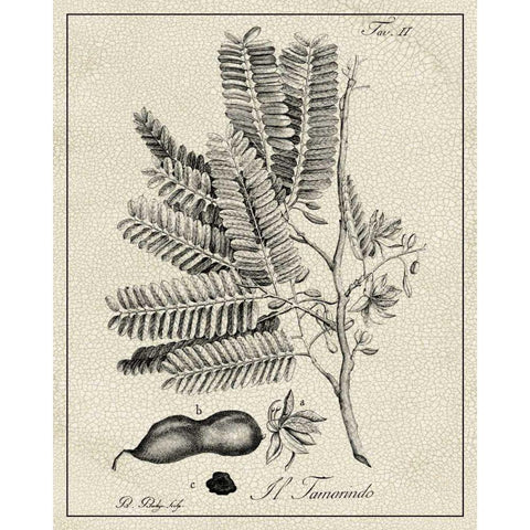 Antique Black and White Botanical V Gold Ornate Wood Framed Art Print with Double Matting by Vision Studio