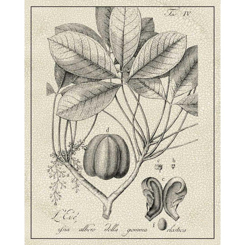 Antique Black and White Botanical VI Black Modern Wood Framed Art Print with Double Matting by Vision Studio