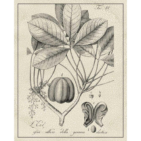 Antique Black and White Botanical VI Gold Ornate Wood Framed Art Print with Double Matting by Vision Studio