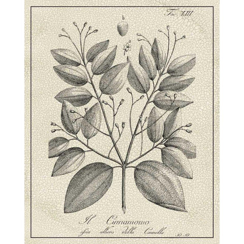 Antique Black and White Botanical VII Gold Ornate Wood Framed Art Print with Double Matting by Vision Studio