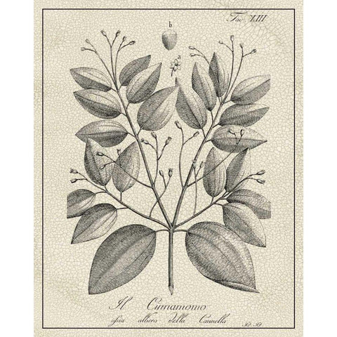 Antique Black and White Botanical VII Black Modern Wood Framed Art Print with Double Matting by Vision Studio