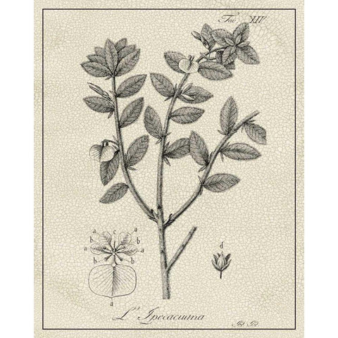 Antique Black and White Botanical VIII Gold Ornate Wood Framed Art Print with Double Matting by Vision Studio