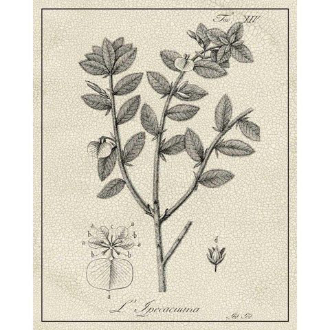 Antique Black and White Botanical VIII Black Modern Wood Framed Art Print with Double Matting by Vision Studio