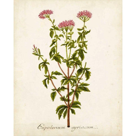 Antique Herb Botanical I White Modern Wood Framed Art Print by Unknown