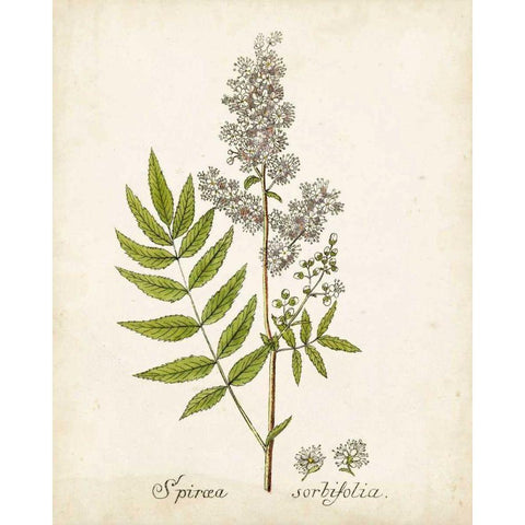 Antique Herb Botanical III Black Modern Wood Framed Art Print with Double Matting by Unknown