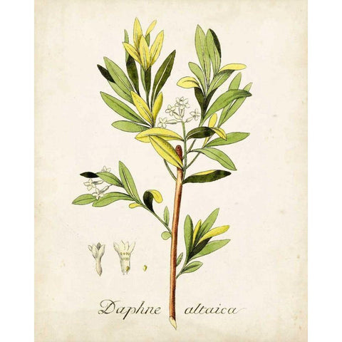 Antique Herb Botanical IV White Modern Wood Framed Art Print by Unknown