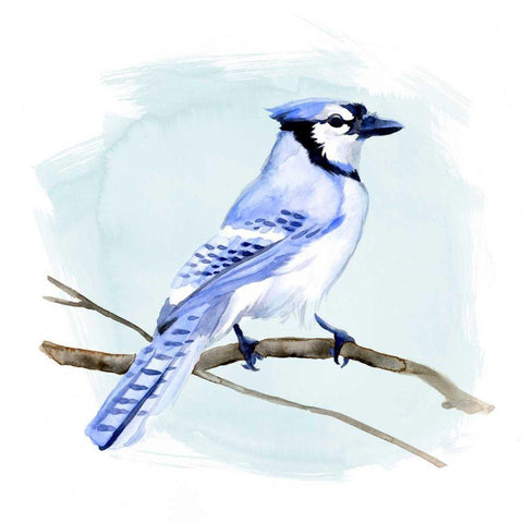Coastal Blue Jay I White Modern Wood Framed Art Print with Double Matting by Green, Jacob