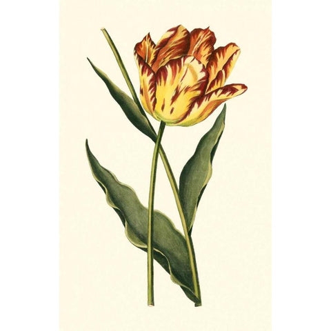 Vintage Tulips I Gold Ornate Wood Framed Art Print with Double Matting by Vision Studio