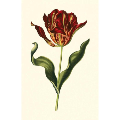 Vintage Tulips II Black Modern Wood Framed Art Print with Double Matting by Vision Studio