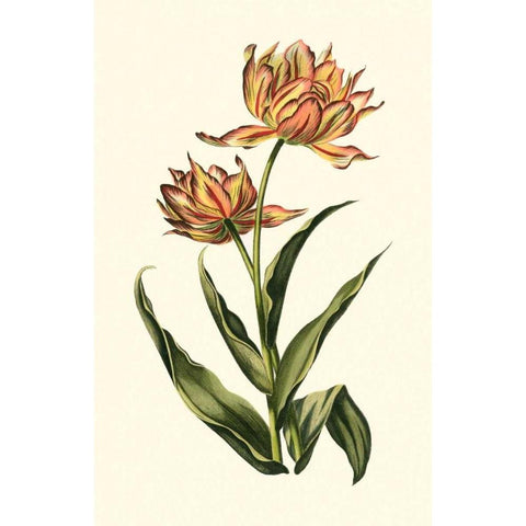 Vintage Tulips III Gold Ornate Wood Framed Art Print with Double Matting by Vision Studio