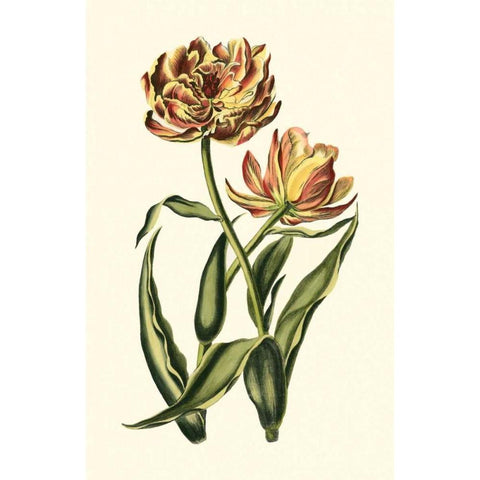 Vintage Tulips IV Gold Ornate Wood Framed Art Print with Double Matting by Vision Studio