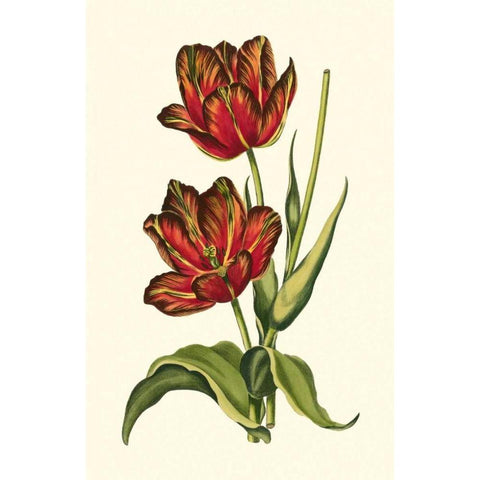 Vintage Tulips V Black Modern Wood Framed Art Print with Double Matting by Vision Studio