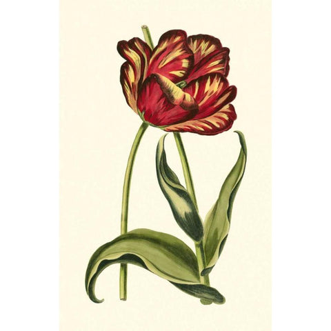 Vintage Tulips VI Black Modern Wood Framed Art Print with Double Matting by Vision Studio