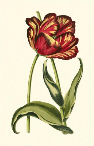 Vintage Tulips VI White Modern Wood Framed Art Print with Double Matting by Vision Studio