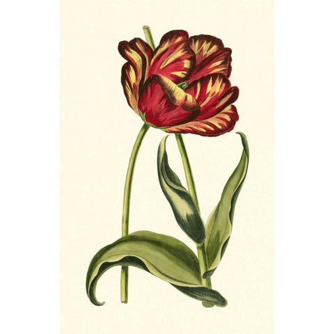 Vintage Tulips VI Black Modern Wood Framed Art Print by Vision Studio