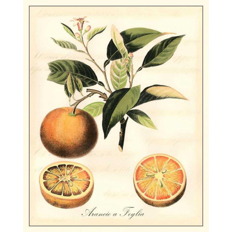 Tuscan Fruits III Gold Ornate Wood Framed Art Print with Double Matting by Vision Studio