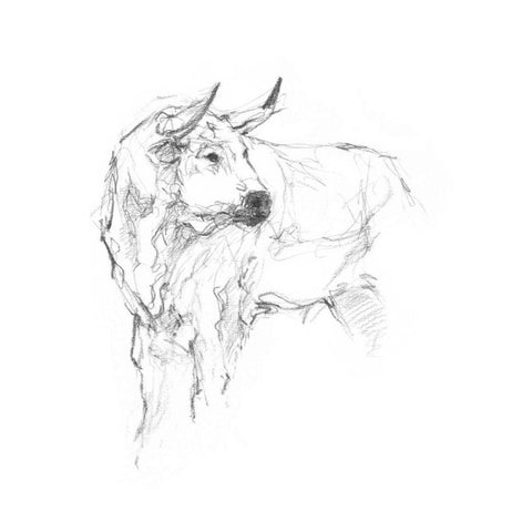 Bull Study II White Modern Wood Framed Art Print by Harper, Ethan