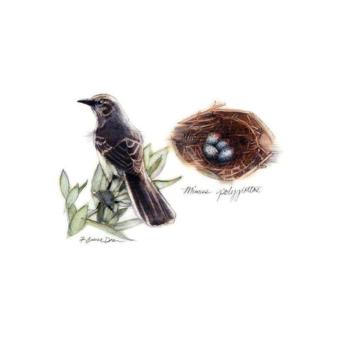 Bird and Nest Study I Black Modern Wood Framed Art Print by Dean, Bruce