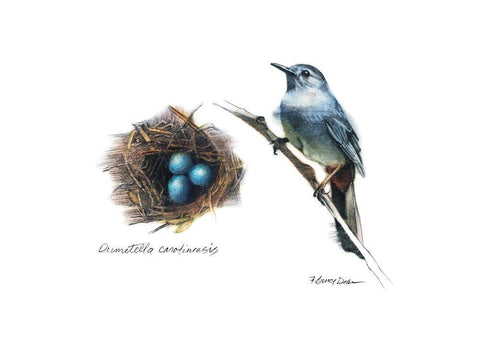 Bird and Nest Study II White Modern Wood Framed Art Print with Double Matting by Dean, Bruce