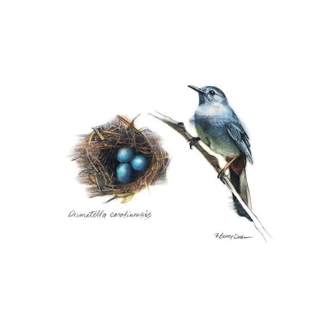 Bird and Nest Study II Black Modern Wood Framed Art Print by Dean, Bruce