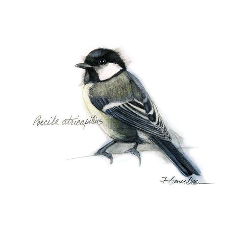 Songbird Study II Black Modern Wood Framed Art Print by Dean, Bruce