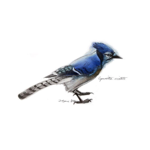 Songbird Study III White Modern Wood Framed Art Print with Double Matting by Dean, Bruce