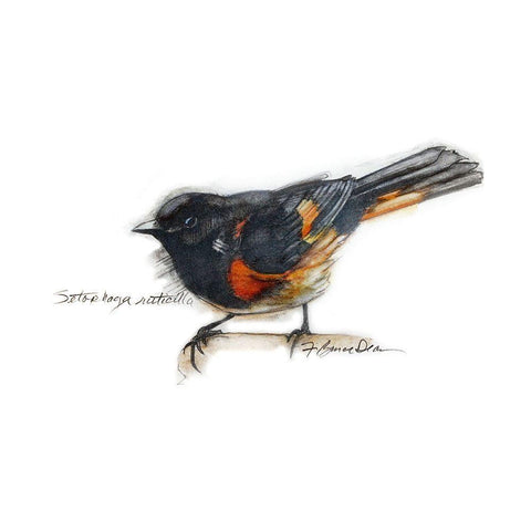Songbird Study IV Black Modern Wood Framed Art Print by Dean, Bruce