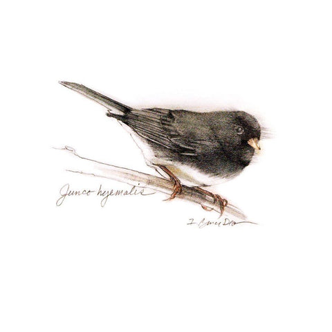 Songbird Study V Black Ornate Wood Framed Art Print with Double Matting by Dean, Bruce