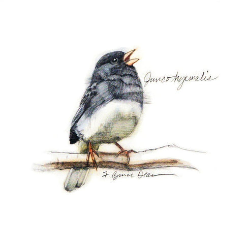 Songbird Study VI Black Modern Wood Framed Art Print with Double Matting by Dean, Bruce