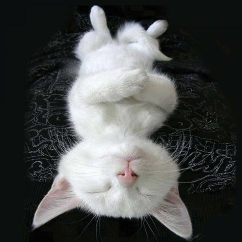 Cat Yoga III White Modern Wood Framed Art Print with Double Matting by Nob, R.