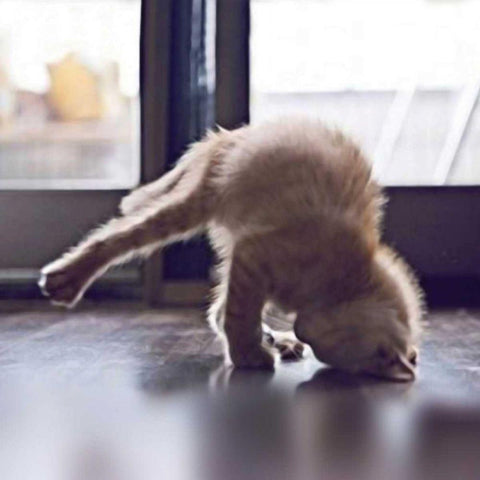 Cat Yoga X Black Modern Wood Framed Art Print by Nob, R.