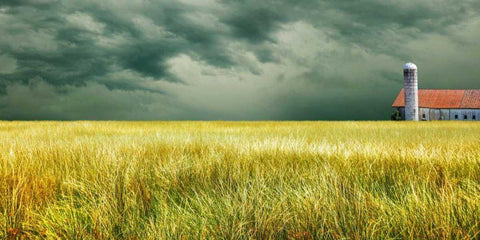 Yellow Field Black Ornate Wood Framed Art Print with Double Matting by McLoughlin, James