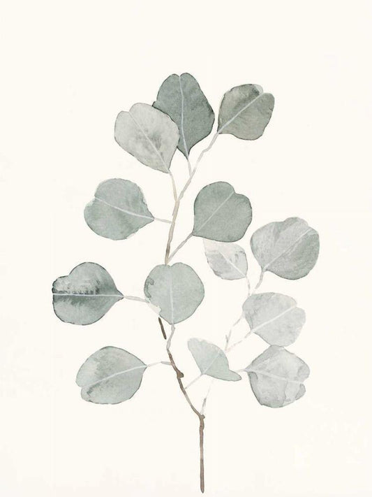Image Only