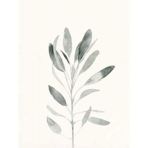 Delicate Sage Botanical II White Modern Wood Framed Art Print by Caroline, Emma