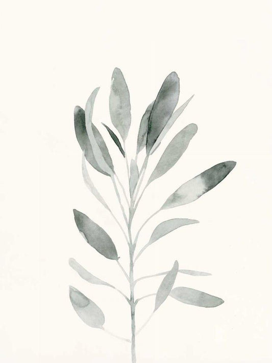 Image Only