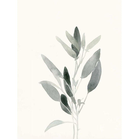 Delicate Sage Botanical IV Black Modern Wood Framed Art Print by Caroline, Emma