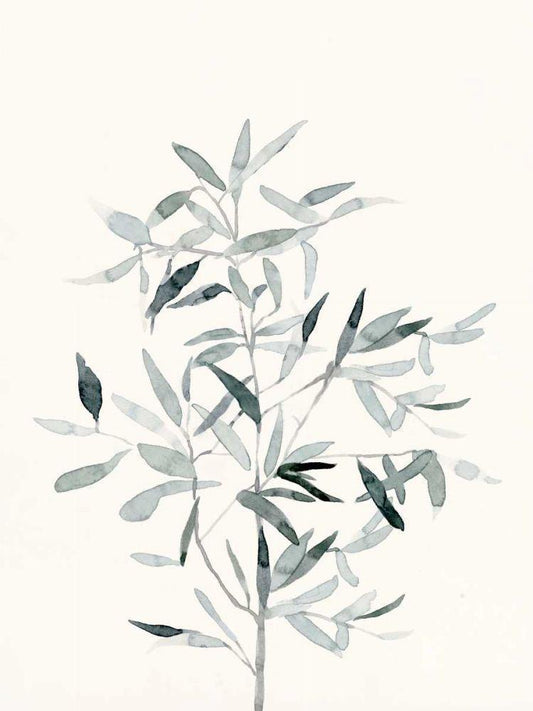 Image Only